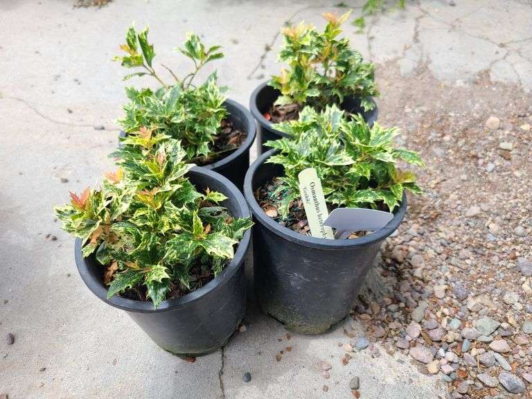 4) Osmanthus Heterophyllus 'Goshiki'