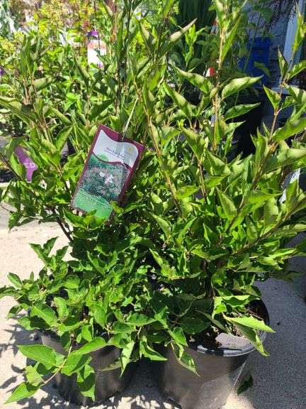 3) Miss Kim Lilac Plants