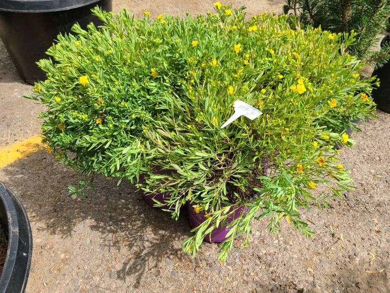 3) Cobalt-N-Gold Hypericum