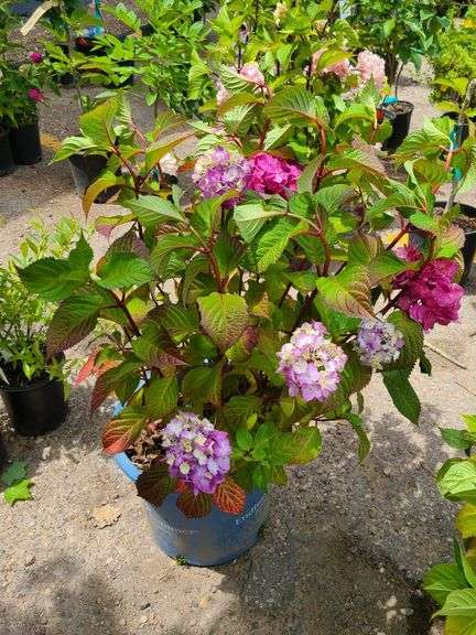 Hydrangea