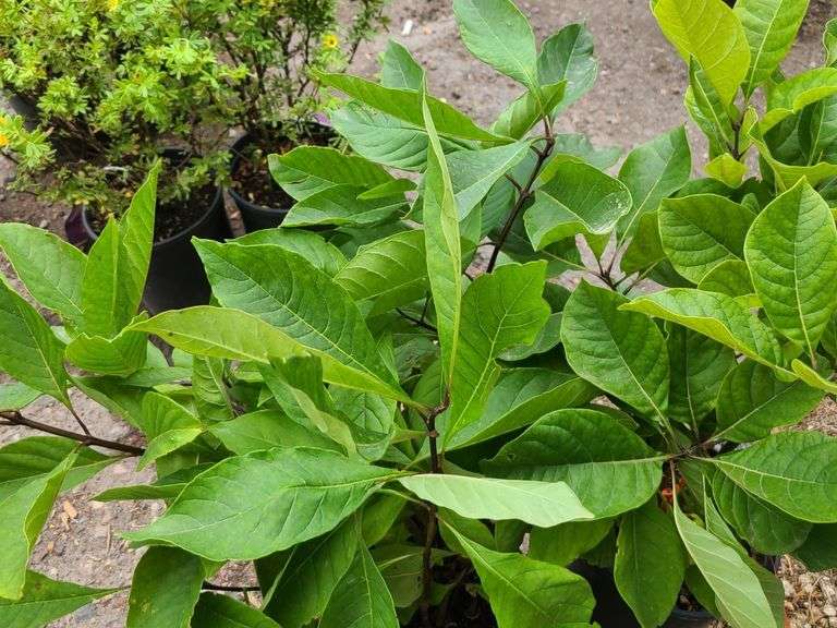 2) Fringe Tree