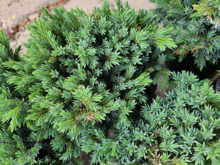 8) Blue Star Juniper