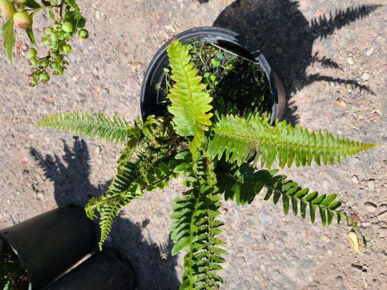 Western Sword Fern, Blueberry Plant
