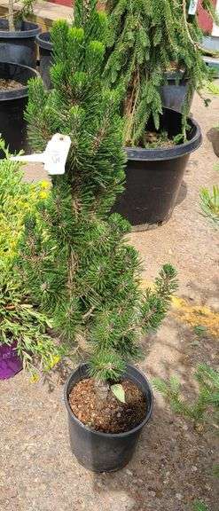 Pine Tree