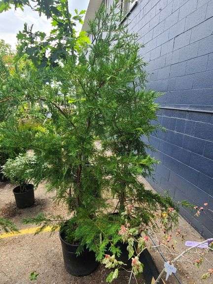 2) Leyland Cypress