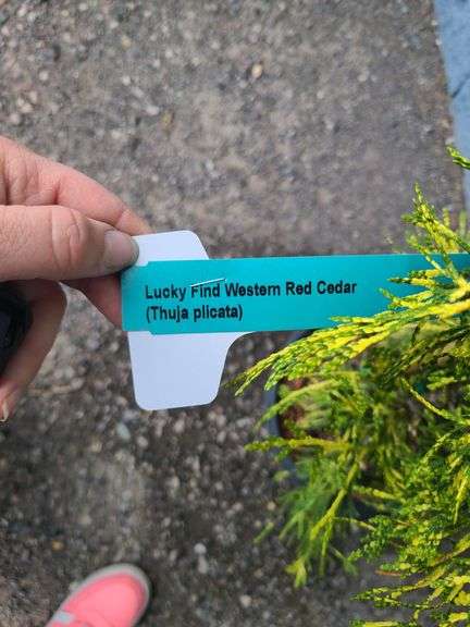 Lucky Find Western Red Cedar
