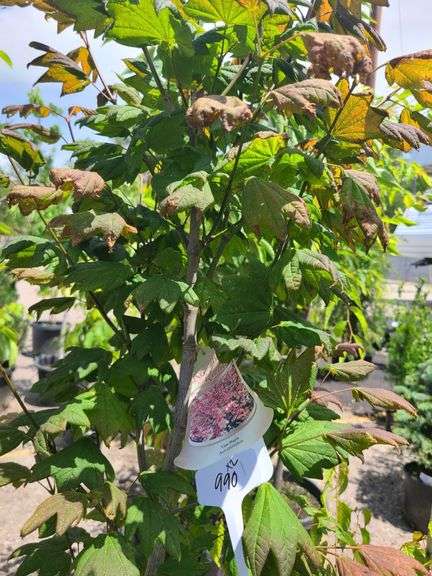 2) Vine Maples