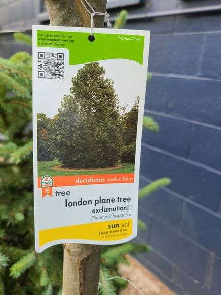 London Plane Tree