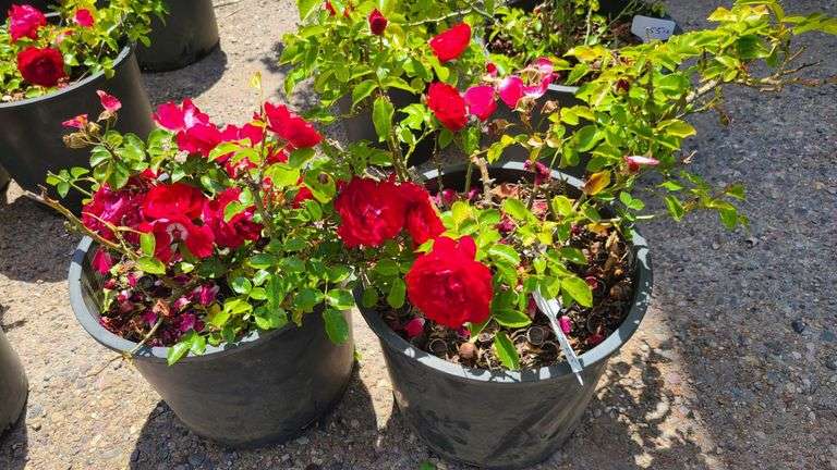 2) Rose Bush