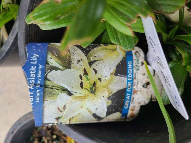 1) Hemercallis Happy Returns, 2) Dwarf Asiatic Lilies