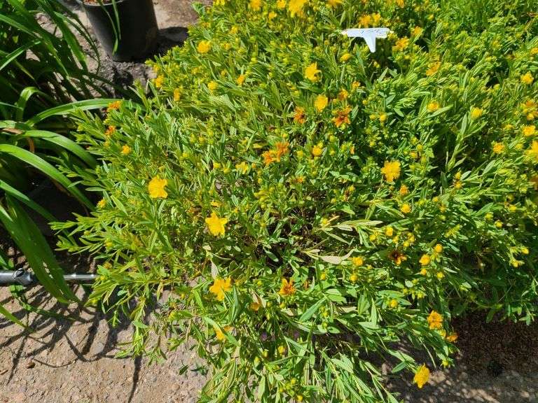 7) Cobalt-N-Gold Hypericum