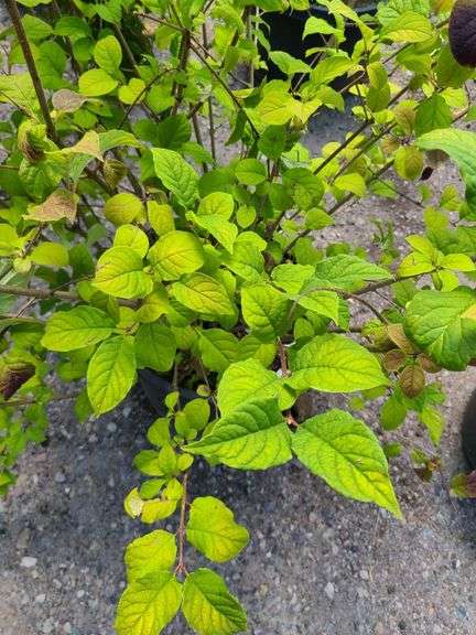 Raspberry Plant