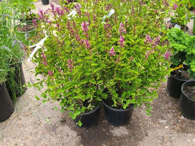 4) Josee Reblooming Lilac