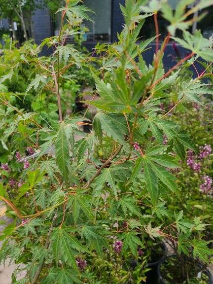 Patsy Japanese Maple