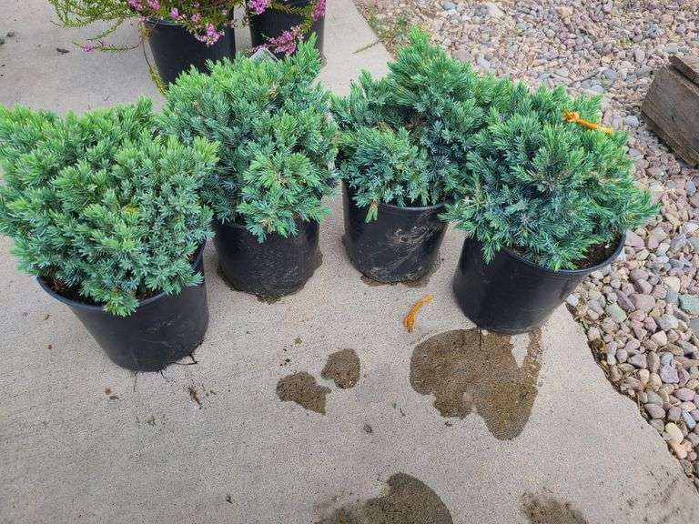 4) Blue Star Juniper