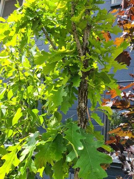 Oak Tree