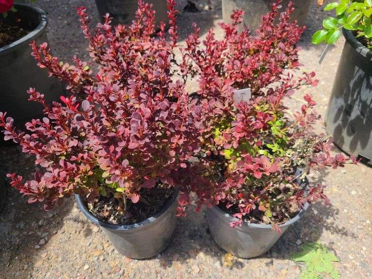 4) Royal Burgundy Barberry
