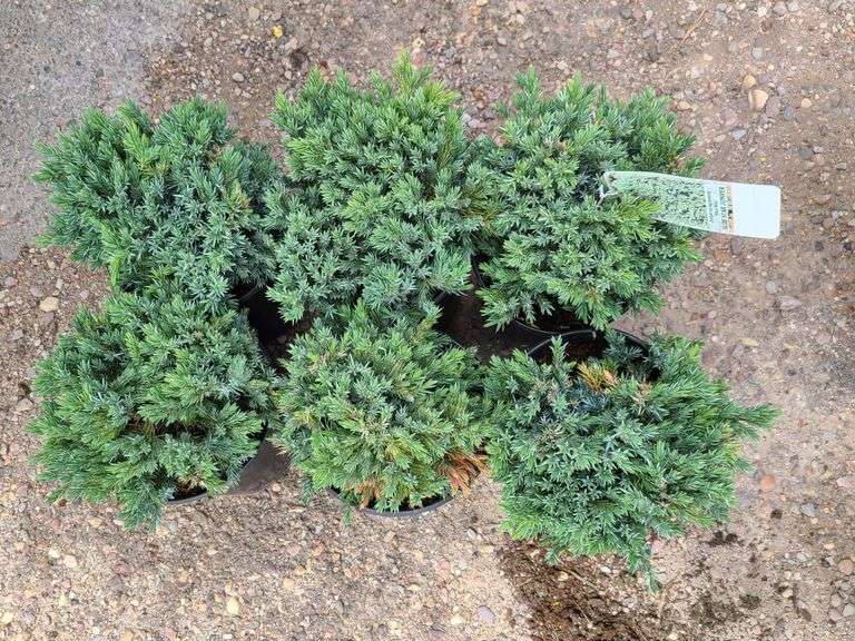 6) Blue Star Juniper