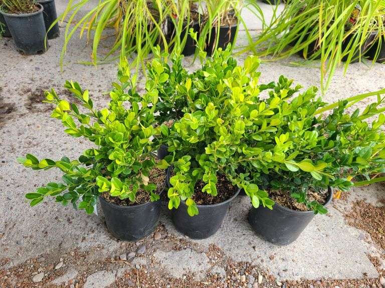 5) Winter Gem Boxwood