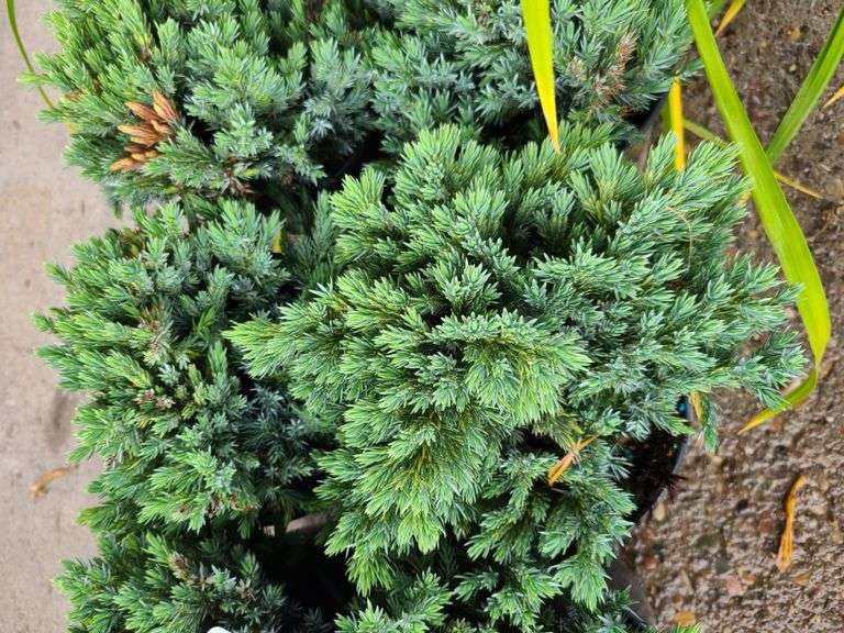6) Blue Star Juniper