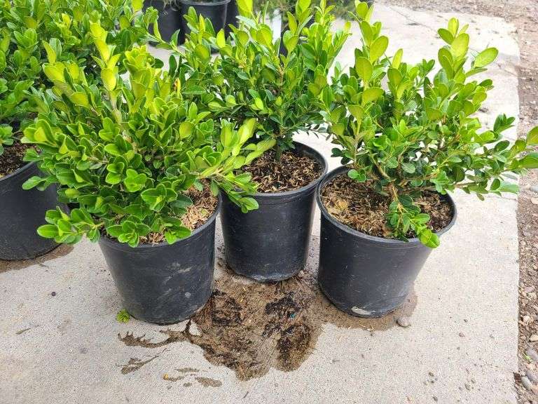3) Winter Gem Boxwood