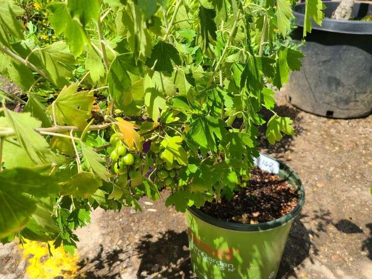 Thornless Gooseberry