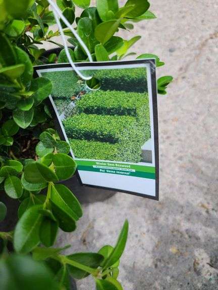 4) Winter Gem Boxwood