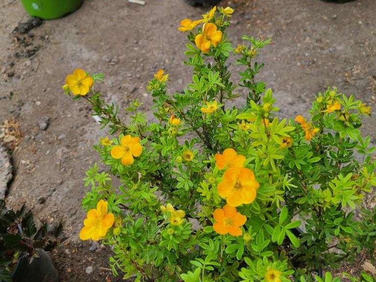 2) Marmalade Potentilla