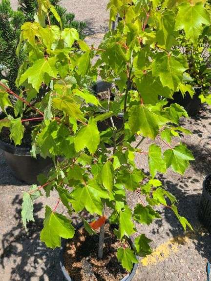 Red Maple