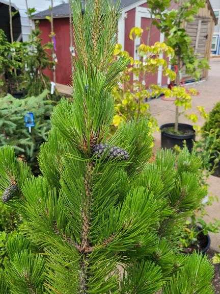 Austria Pine