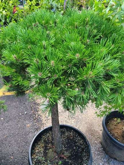 Mugo Pom-Pom Pine
