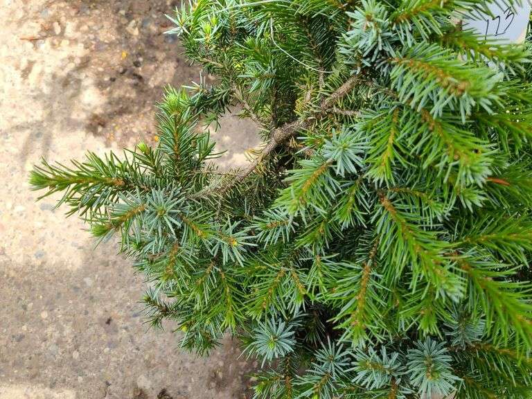 Pine