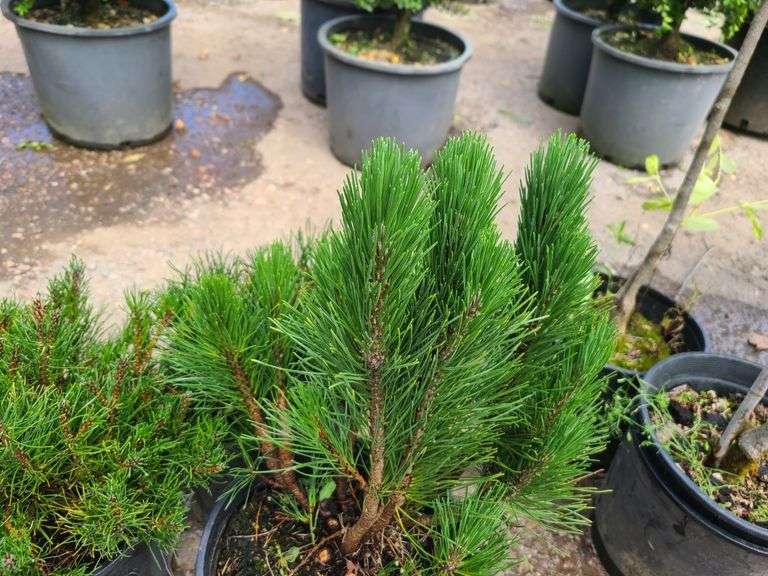 3) Pines