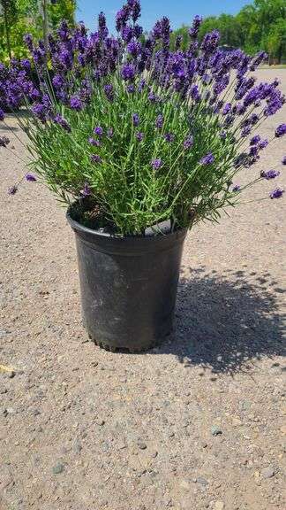Lavender Bush