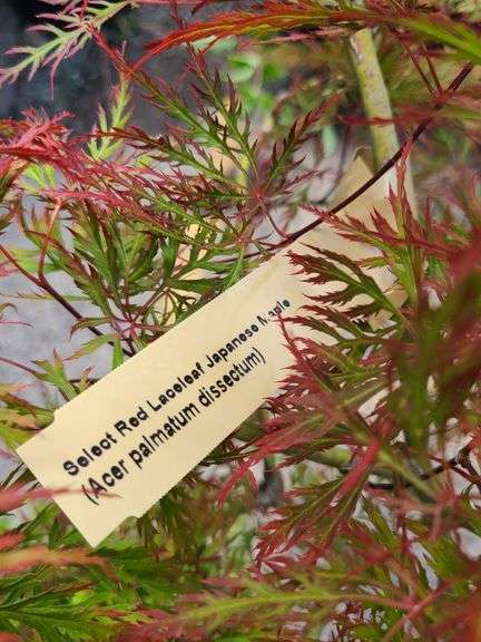 Red Leaf Laceleaf Japanese Maple