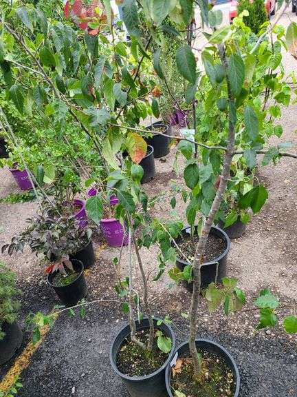 2) Crabapple Trees