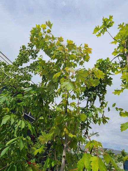 Red Maple