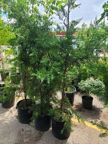 3) Arborvitae