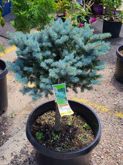 Dwarf Colorado Blue Spruce
