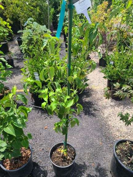 Chinese Dogwood