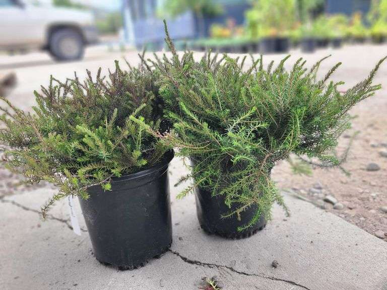 2) Heather Bushes