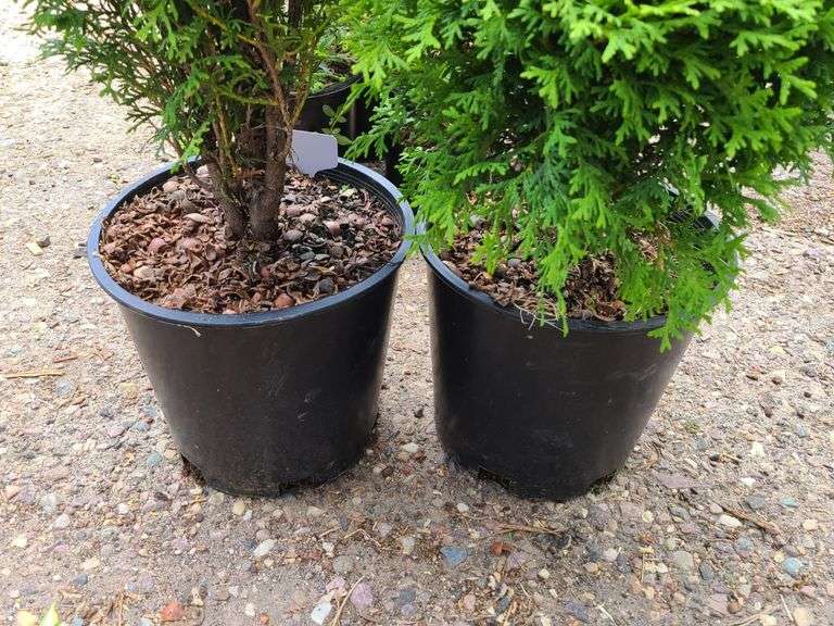 2) Emerald Green Arborvitae