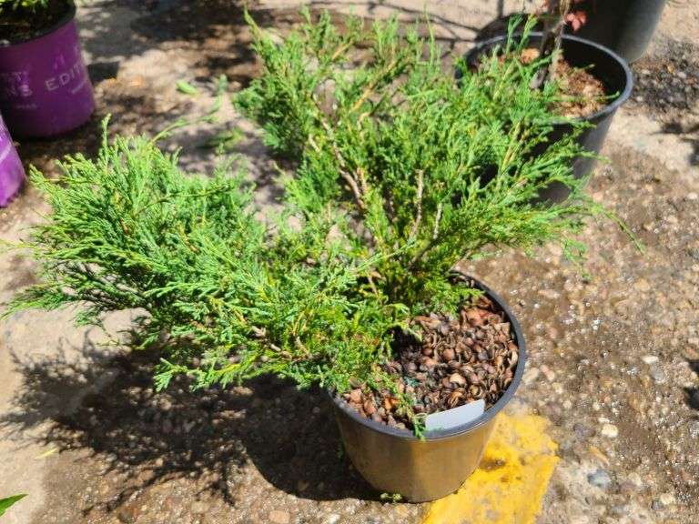 Juniper