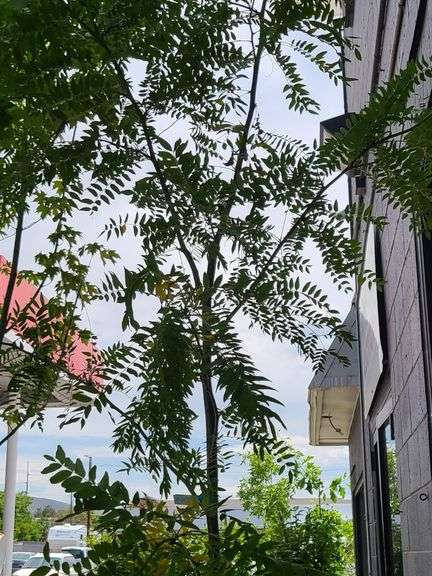 Honey Locust Tree