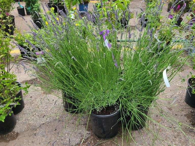 5) Lavender Plants