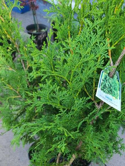 6) Thuja Skybound Arborvitaes