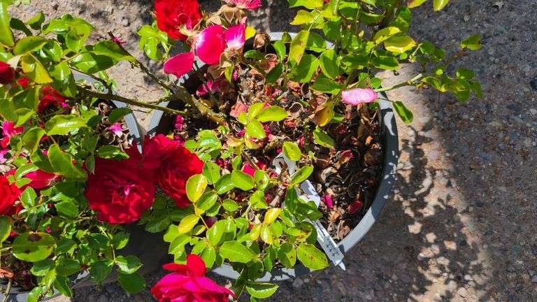 2) Rose Bush