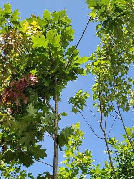 Northern Red Oak