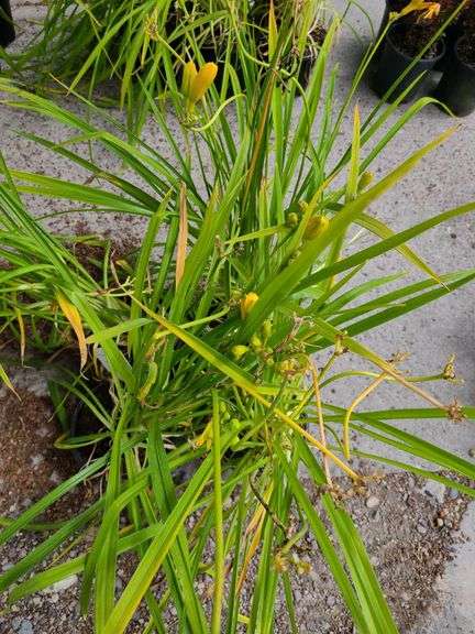 4) Daylily