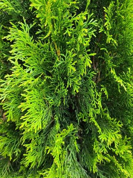 2) Emerald Green Arborvitaes